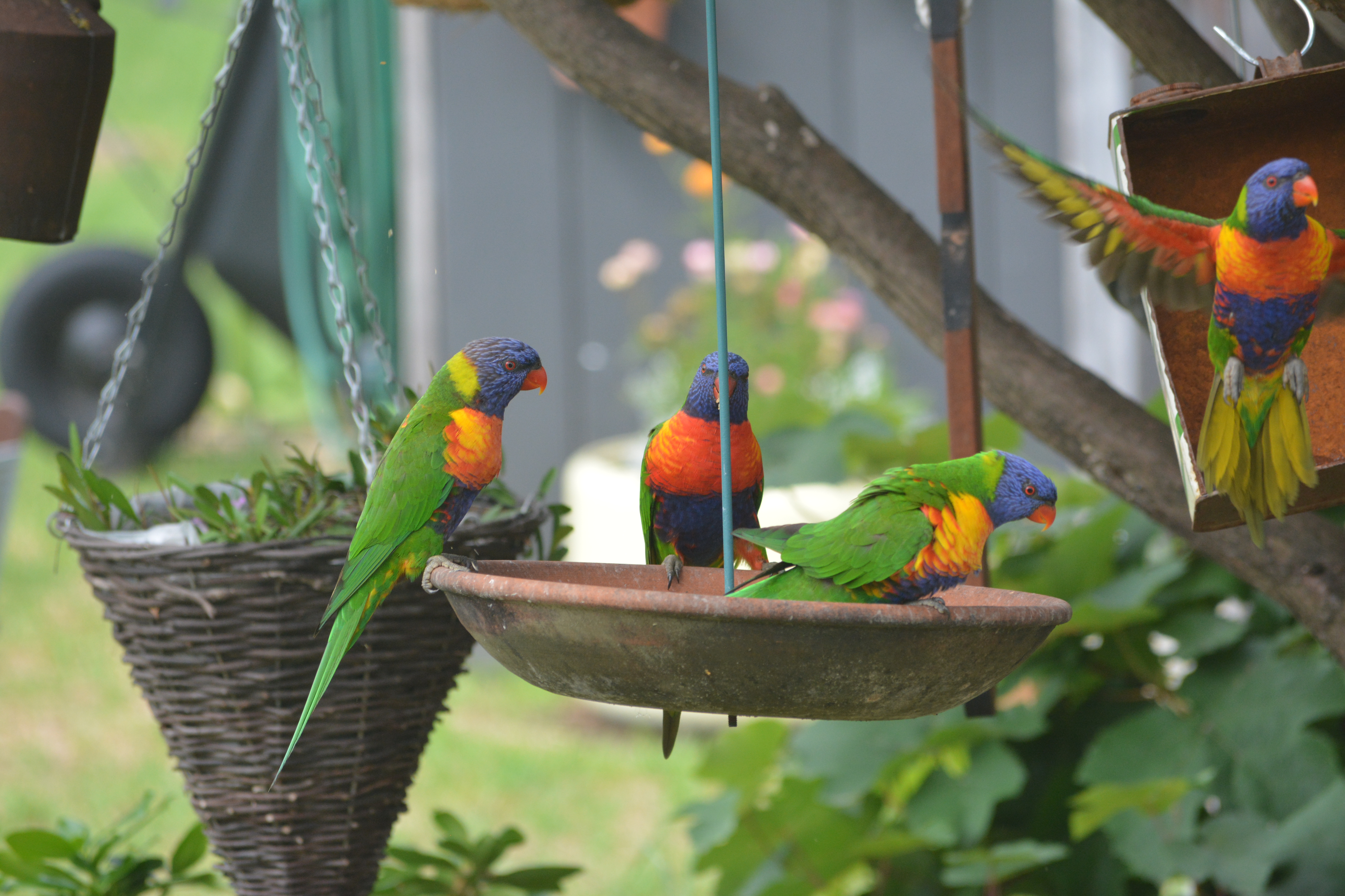 Tenterfield NSW, Tenterfield - Thumbnail 4